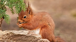 brown squirrel eating